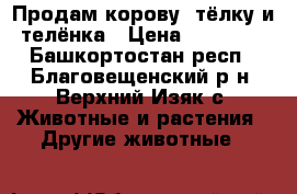 Продам корову, тёлку и телёнка › Цена ­ 52 000 - Башкортостан респ., Благовещенский р-н, Верхний Изяк с. Животные и растения » Другие животные   